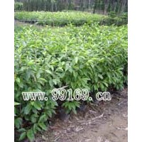 供應桉樹、白蘭、白千層、扁桃、串錢柳等