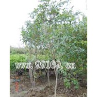 供應(yīng)廣玉蘭、桂花、桂木、國慶花、、海檬果等