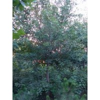 出售8-13cm元寶楓