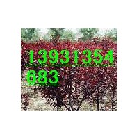 紫葉矮櫻 叢生矮櫻