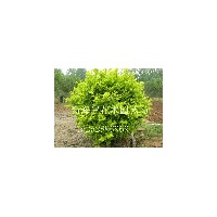 供應；紅葉石楠苗、紅葉石楠球、獨干紅葉石楠