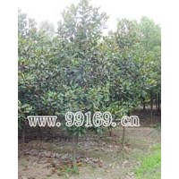 供應(yīng)高山榕、廣玉蘭、桂花等