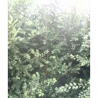 售：1-2-3公分榆樹(shù)