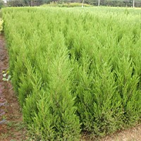 蜀檜價格 哪里有賣蜀檜