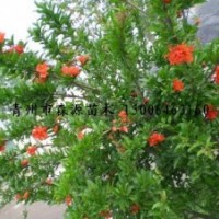 供應(yīng)各種規(guī)格石榴樹(shù) 石榴樹(shù)小苗 大石榴樹(shù) 2-10公分石榴樹(shù)