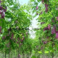供應(yīng)各種規(guī)格香花槐 1-5公分香花槐 香花槐苗