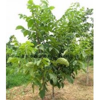 供應(yīng)各種規(guī)格核桃樹(shù) 柿子樹(shù) 供應(yīng)