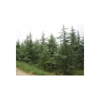 南京木林森苗圃場(chǎng)