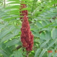 出售工程用苗火炬,楊樹,法桐