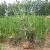 供應(yīng)油松苗 油松容器苗 油松苗木基地 油松苗圃