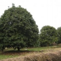 各種桂花，廣玉蘭