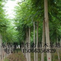 大量供應(yīng)1-20公分臭椿、千頭椿、國槐