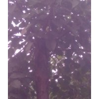 陳抗震出售重陽木，大葉女貞，紫葉李，紫薇，香花槐等