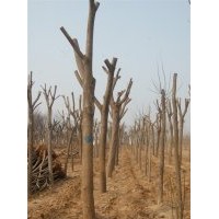 國(guó)槐 合歡 法桐 白蠟 紫葉李