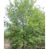 元寶楓價格，南京元寶楓，元寶楓樹價格報價