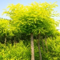 出售垂柳 國槐 速生國槐  國槐半成品   刺槐 黃金槐 法桐 速生法