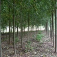 河北速生柳基地 河北竹柳 速生柳價格 速生柳直銷