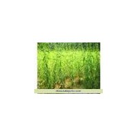 供應(yīng)速生柳 河北速生柳 保定速生柳 柳樹(shù)基地