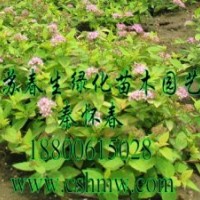 供應(yīng)繡線菊，劍麻，草坪，連翹，玉蘭，櫻花，刺松，黃楊