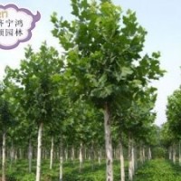 供法桐造型法桐 等各種法桐