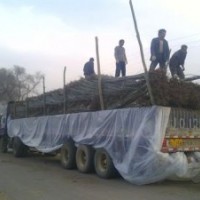 兩根一桿新疆楊、兩年生新疆楊苗