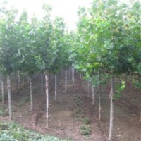 國槐 8-50公分國槐 國槐價格 山東國槐