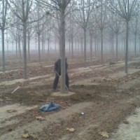 哪里有15公分國槐樹