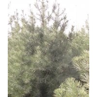 供應(yīng)雪松，法桐，蜀檜，側(cè)柏，欒樹(圖)