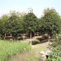 供應(yīng)1米分之10公分以上金桂