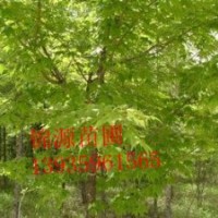 錦源苗圃供應(yīng)各種苗木國槐 刺槐苗 紫穗槐 香花槐 龍爪槐 大規(guī)格