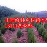 山西苗圃檜柏價(jià)格檜柏哪里有檜柏圖片塔柏價(jià)格