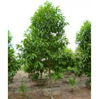 供應(yīng)白玉蘭 盆栽茉莉花 老人葵