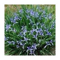 --量低價出售；速生白臘成品，半成品，速生國槐成品