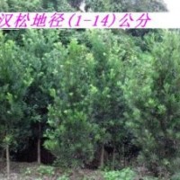 羅漢松，優(yōu)質(zhì)羅漢松，地徑1-6公分，歡迎洽談