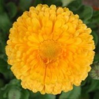 龍爪槐、木瓜、紅葉李、紅葉碧桃