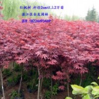 供應(yīng)紅楓、青楓