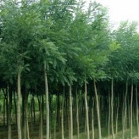 安徽肥西館驛苗木場大量出售國槐 2-15公分國槐