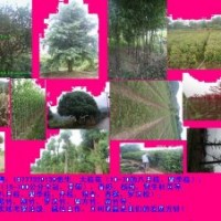 桂花銀杏竹子小苗