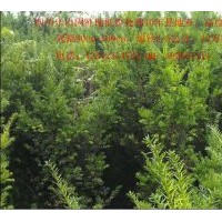 四川樂山低價(jià)出售曼地亞紅豆紅10年樹地徑1-5公分