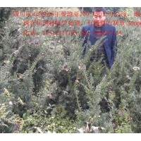 四川樂山低價(jià)處理高度1-1.5米曼地亞5年樹