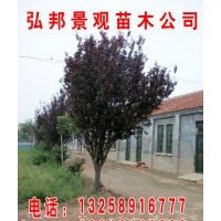 山東濱州專供紫葉李