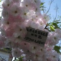 供應(yīng)日本櫻花、速生櫻花、單櫻種子種苗、櫻花砧木、紅葉櫻花