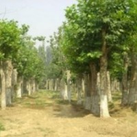 15-25公分造型法桐價格