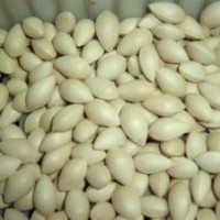 供應(yīng)銀杏樹，銀杏種子