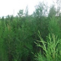 紫葉李 山楂苗 油松苗 國槐苗....