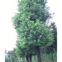 急售移植大香樟