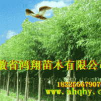 3公分4公分5公分6公分7公分8公分9公分香樟價(jià)格