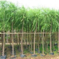 特供：法桐、國槐 大葉女貞