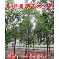 自供1-3米速生白蠟/山東白蠟/惠民白蠟