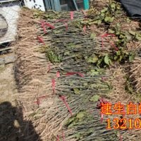 速生白蠟及小苗 3-8cm國(guó)槐 1-8cm速生柳